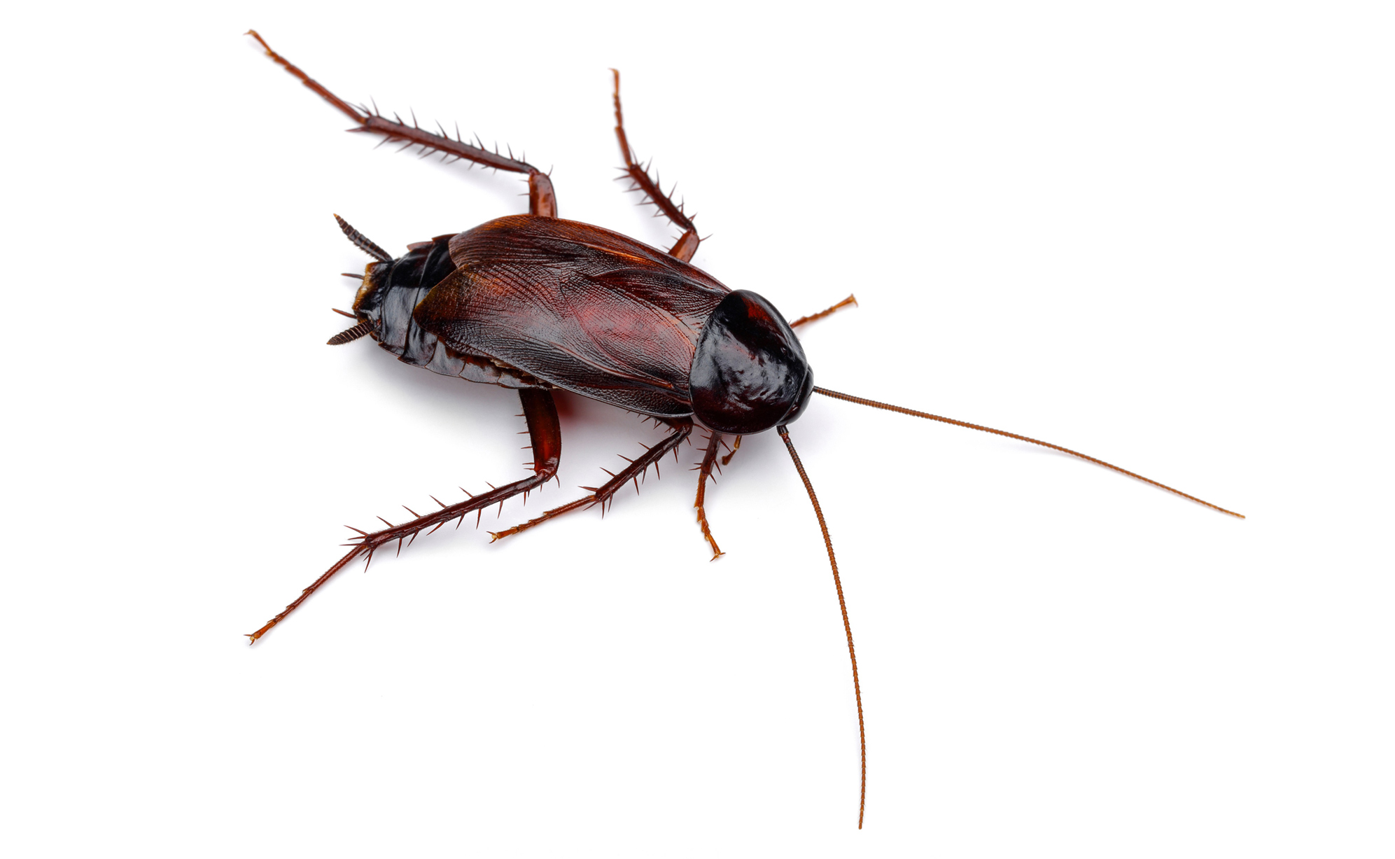 Oriental Cockroaches Pest Control Services In London VEM oriental-cockroaches-pest-control-services-in-london-vem