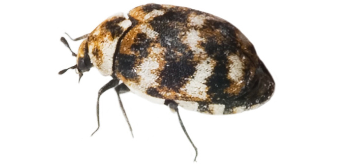 Carpet beetle pest control