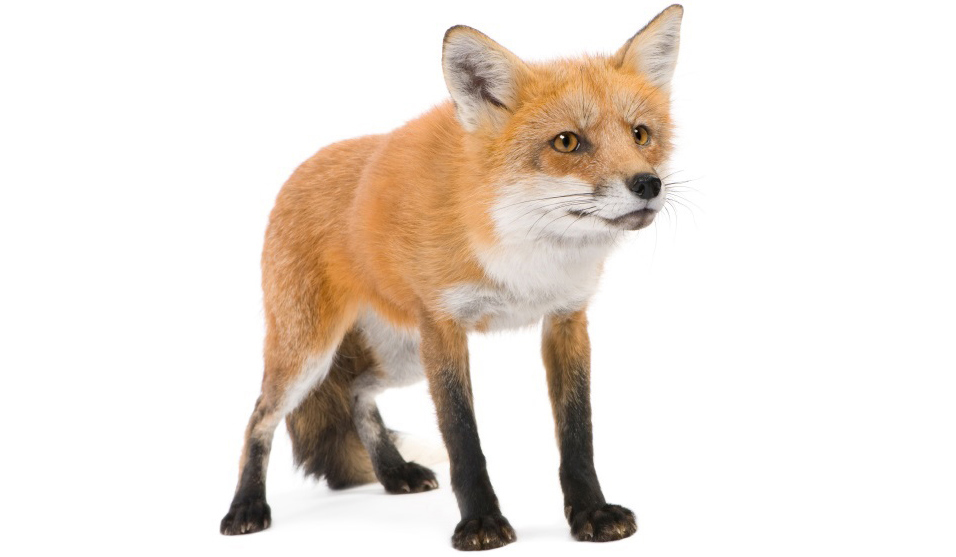 Fox pest control