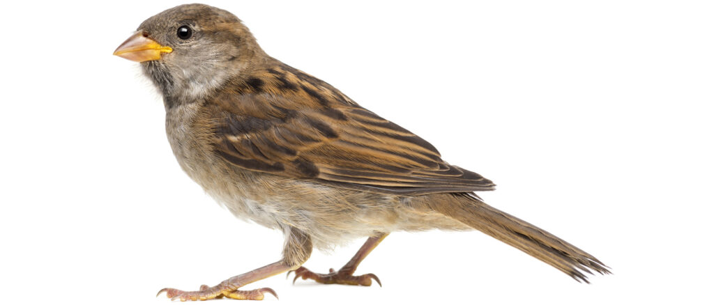 House sparrow pest control banner