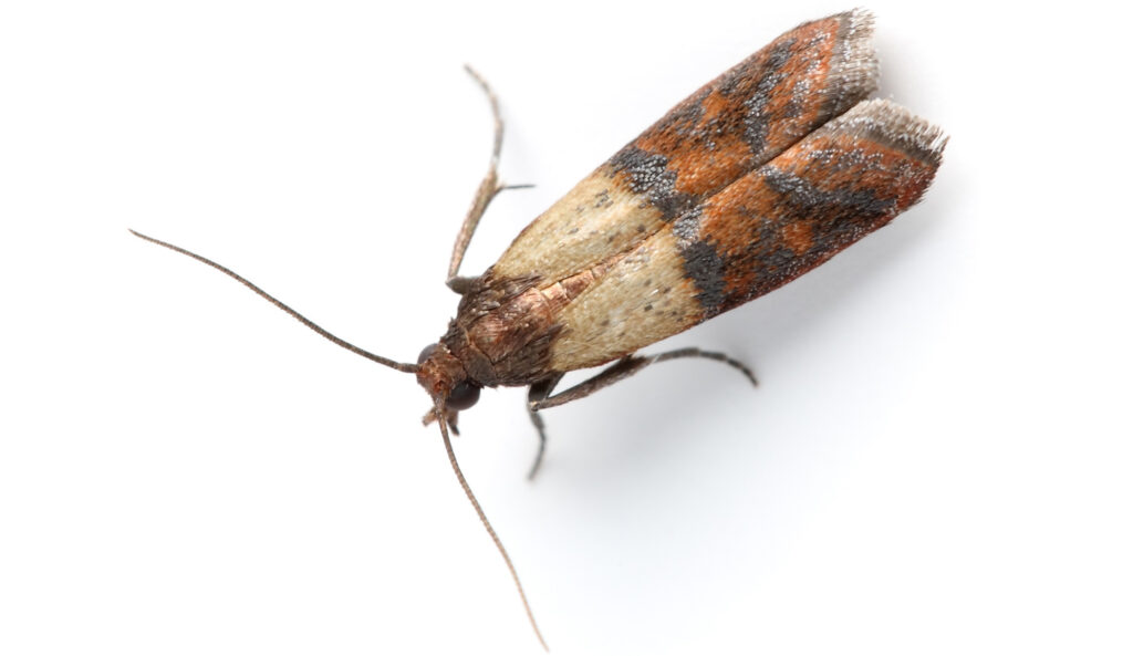 Indian moth pest control banner
