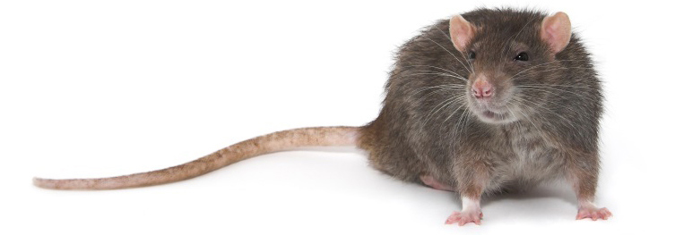 Rats Pest Control Banner