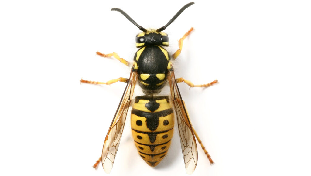 Wasp pest control banner